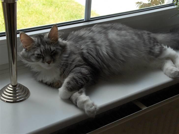 Maine Coon Pjuske billede 2