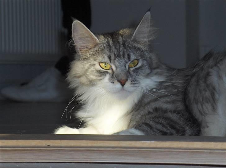 Maine Coon Pjuske billede 3
