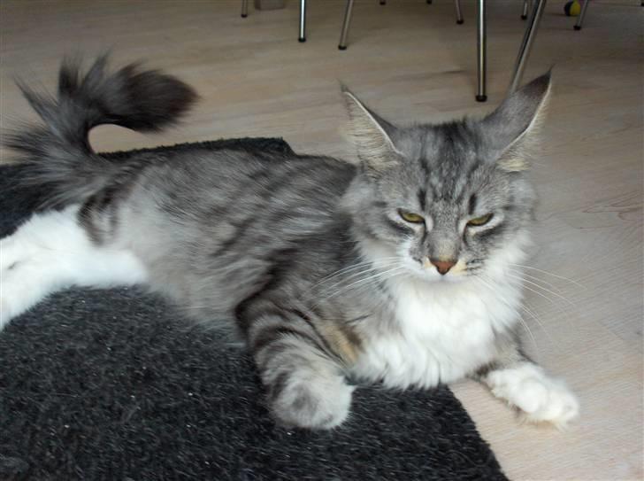 Maine Coon Pjuske billede 4