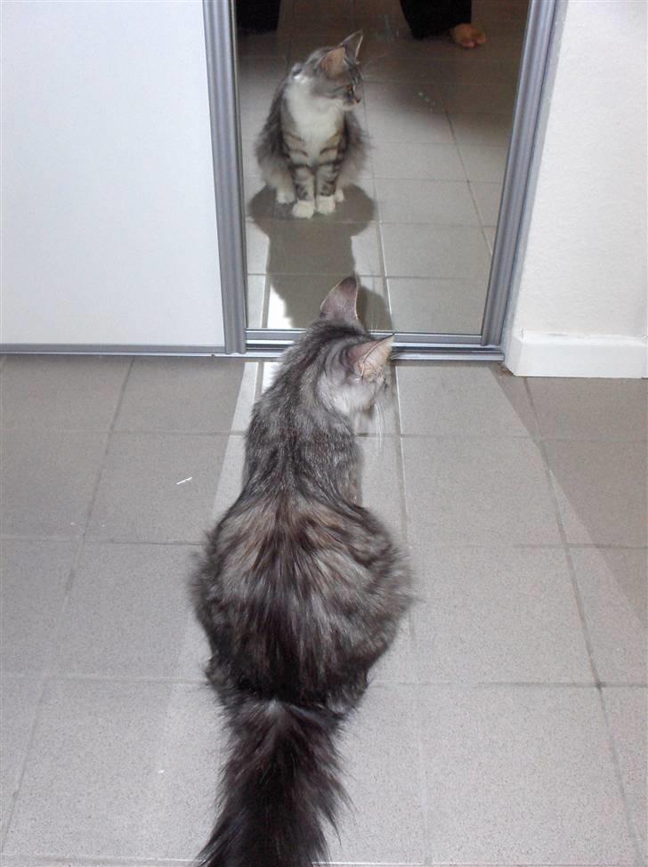 Maine Coon Pjuske billede 5