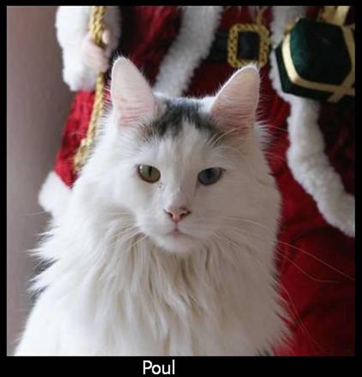 Maine Coon Poul billede 1