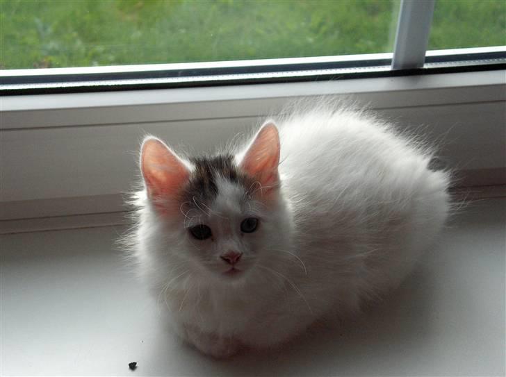 Maine Coon Poul billede 2