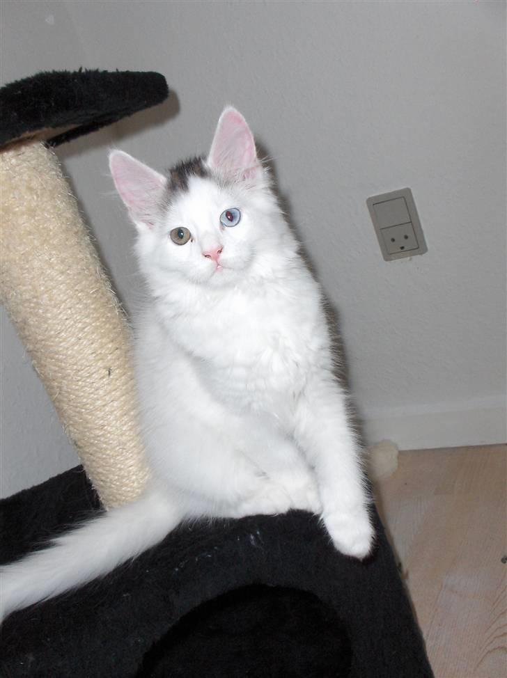 Maine Coon Poul billede 3