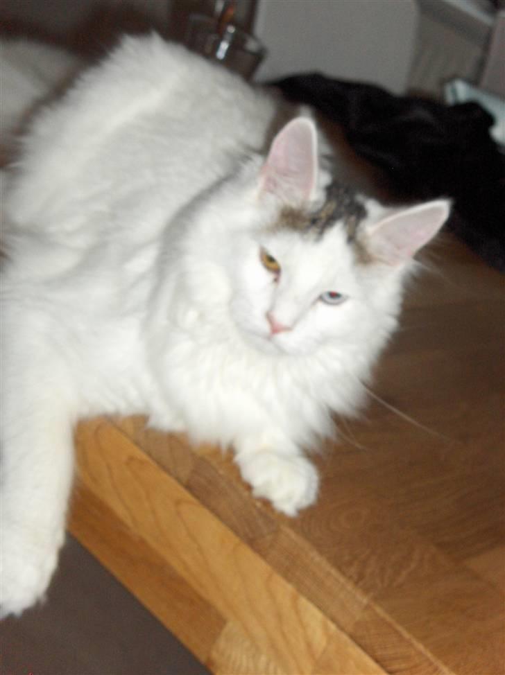 Maine Coon Poul billede 4
