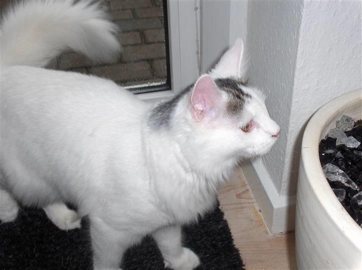 Maine Coon Poul billede 5