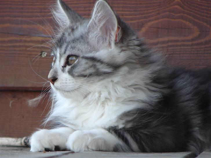 Maine Coon Cosmo R.I.P. 30/7-2011 billede 14