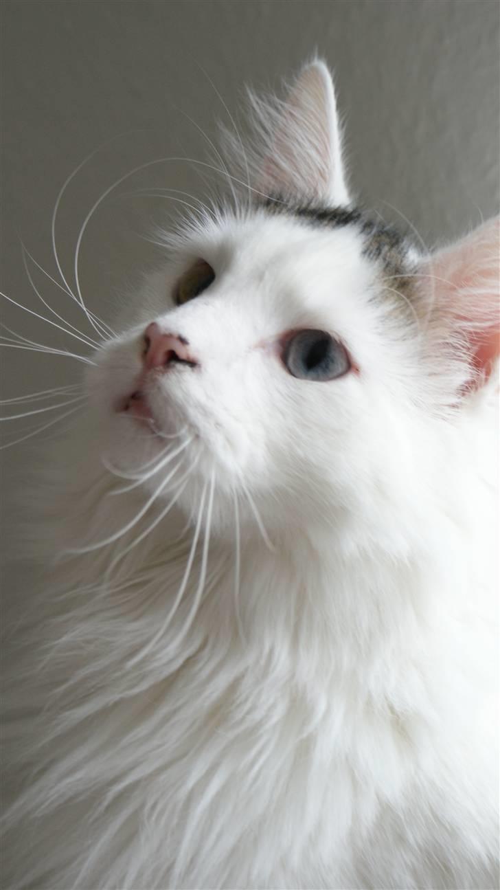 Maine Coon Poul billede 6