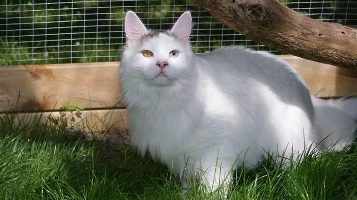 Maine Coon Poul billede 7