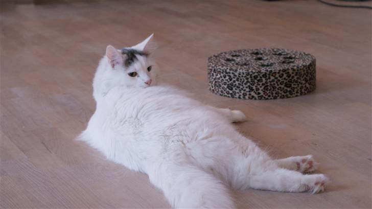 Maine Coon Poul billede 8