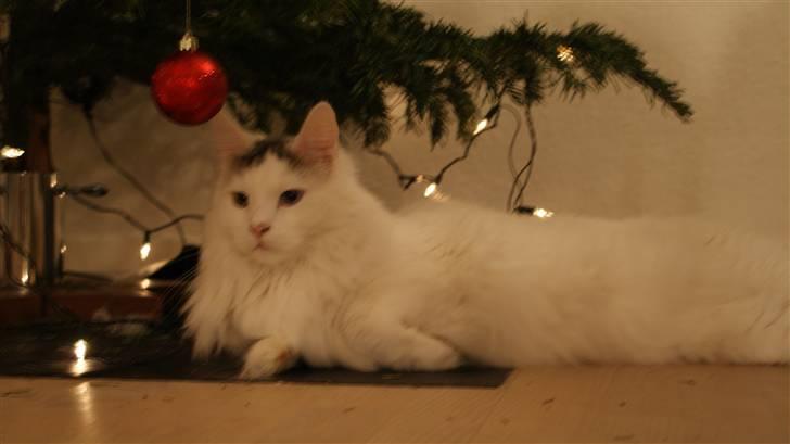 Maine Coon Poul billede 9