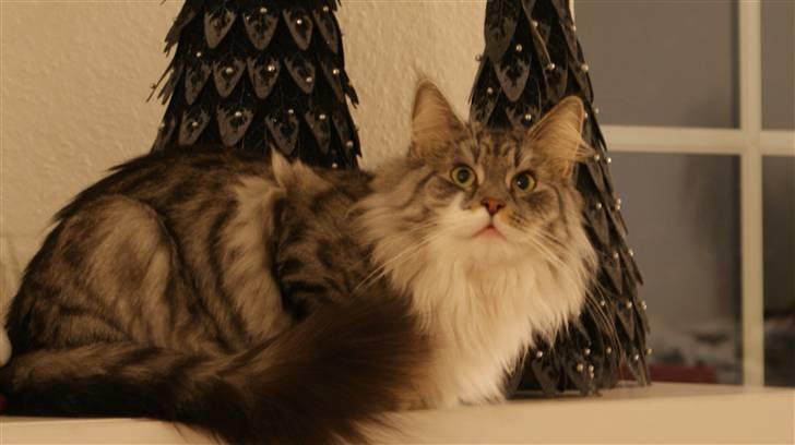 Maine Coon Pjuske billede 6
