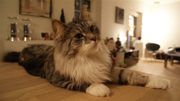 Maine Coon Pjuske billede 7