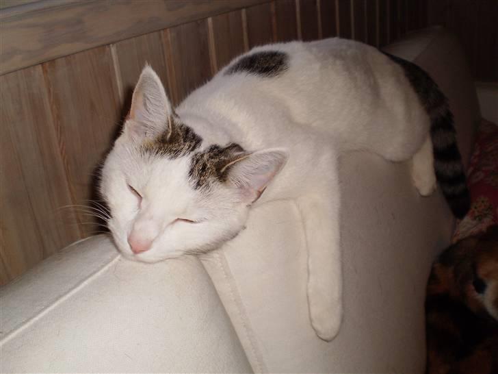 Blanding af racer Feline - tidligere kat.  billede 7