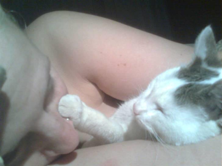 Blanding af racer Feline - tidligere kat.  billede 8