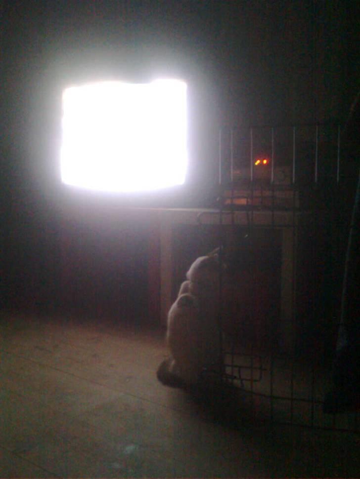 Blanding af racer Feline - tidligere kat.  billede 9