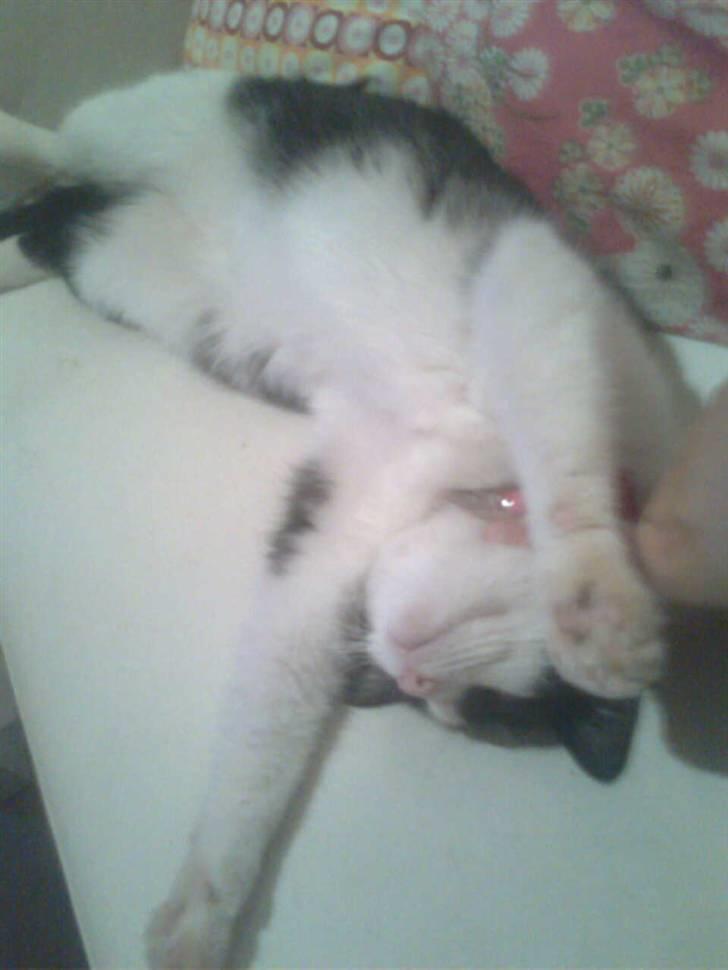 Huskat Baby (/Feya)  23/6-2006 - 28/7-2018.  billede 9