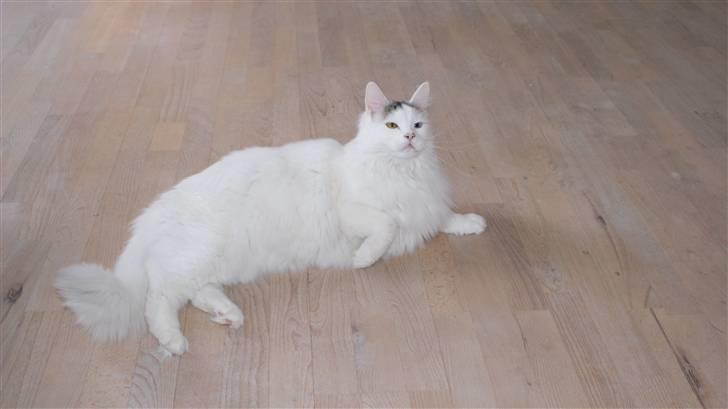 Maine Coon Poul billede 10