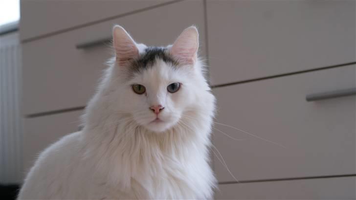 Maine Coon Poul billede 11