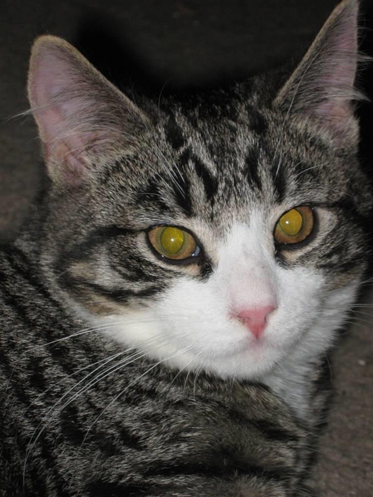 Huskat Sigurd *RIP* billede 1