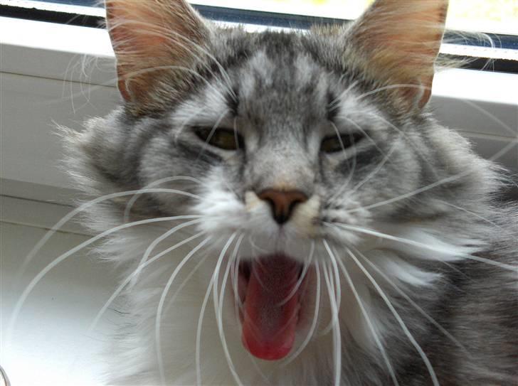 Maine Coon Pjuske billede 8