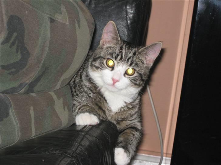 Huskat Sigurd *RIP* - Sigurd elsker at ligge med ved far på sofaen billede 2