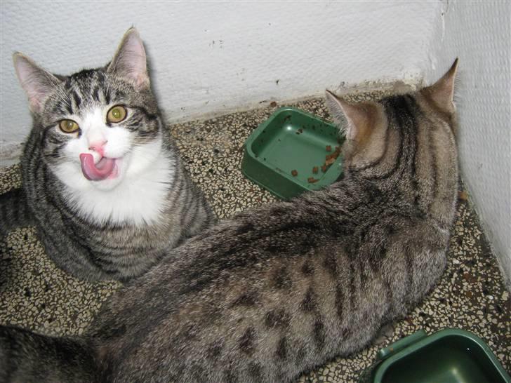 Huskat Sigurd *RIP* - Mmmh tak for mad billede 3