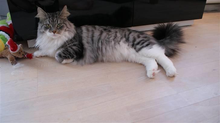 Maine Coon Pjuske billede 9