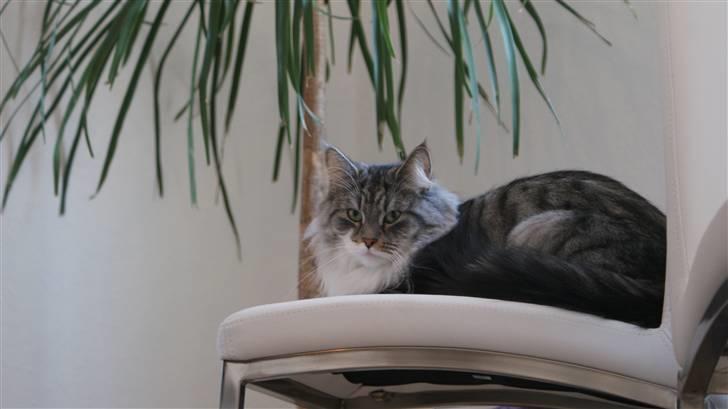 Maine Coon Pjuske billede 10