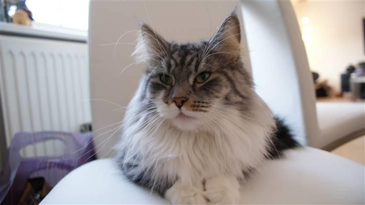 Maine Coon Pjuske billede 11