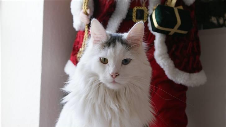 Maine Coon Poul billede 12