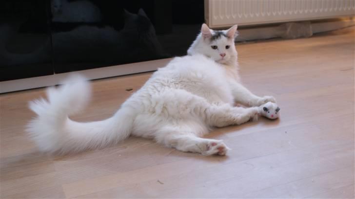 Maine Coon Poul billede 13