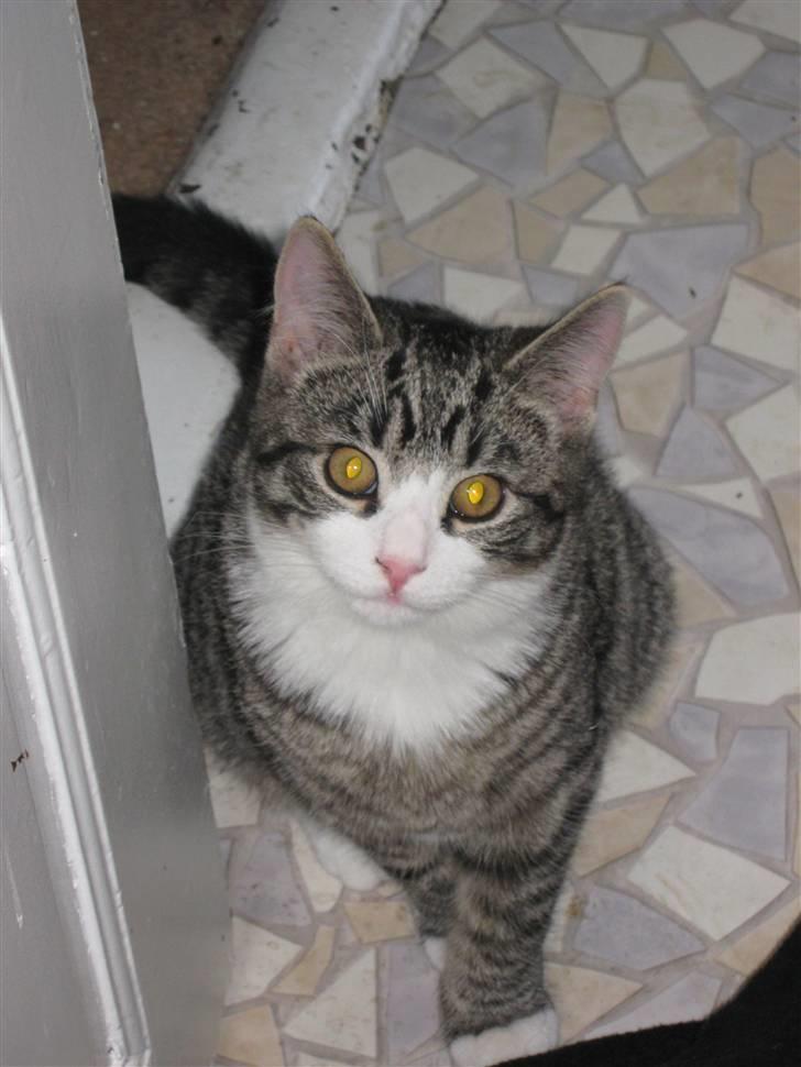 Huskat Sigurd *RIP* - Er jeg ikke bare sød billede 4