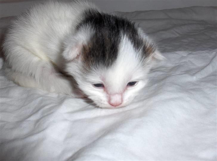 Maine Coon Poul billede 14