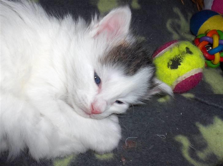 Maine Coon Poul billede 15