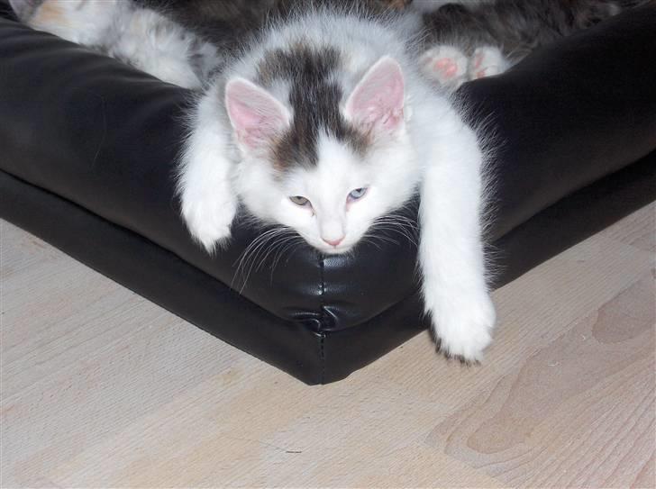 Maine Coon Poul billede 16