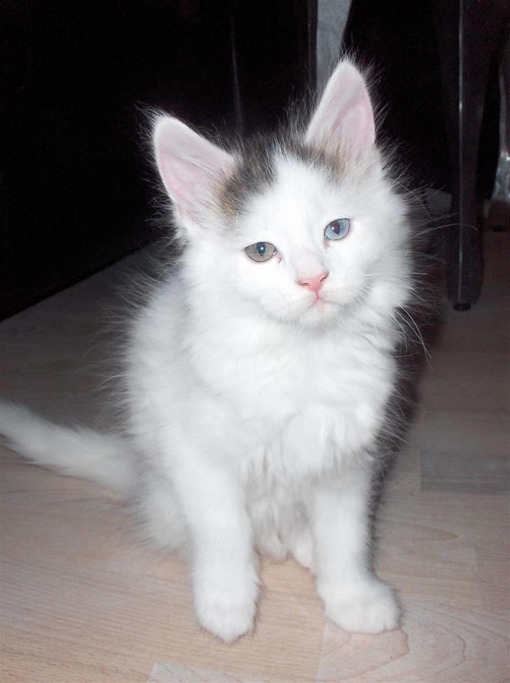 Maine Coon Poul billede 17