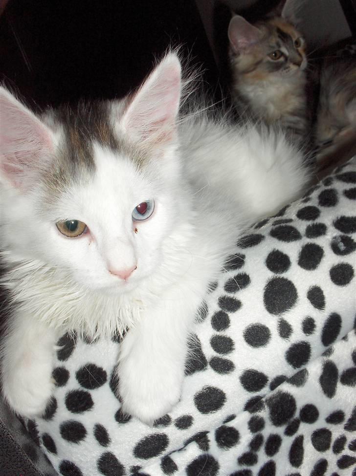 Maine Coon Poul billede 18