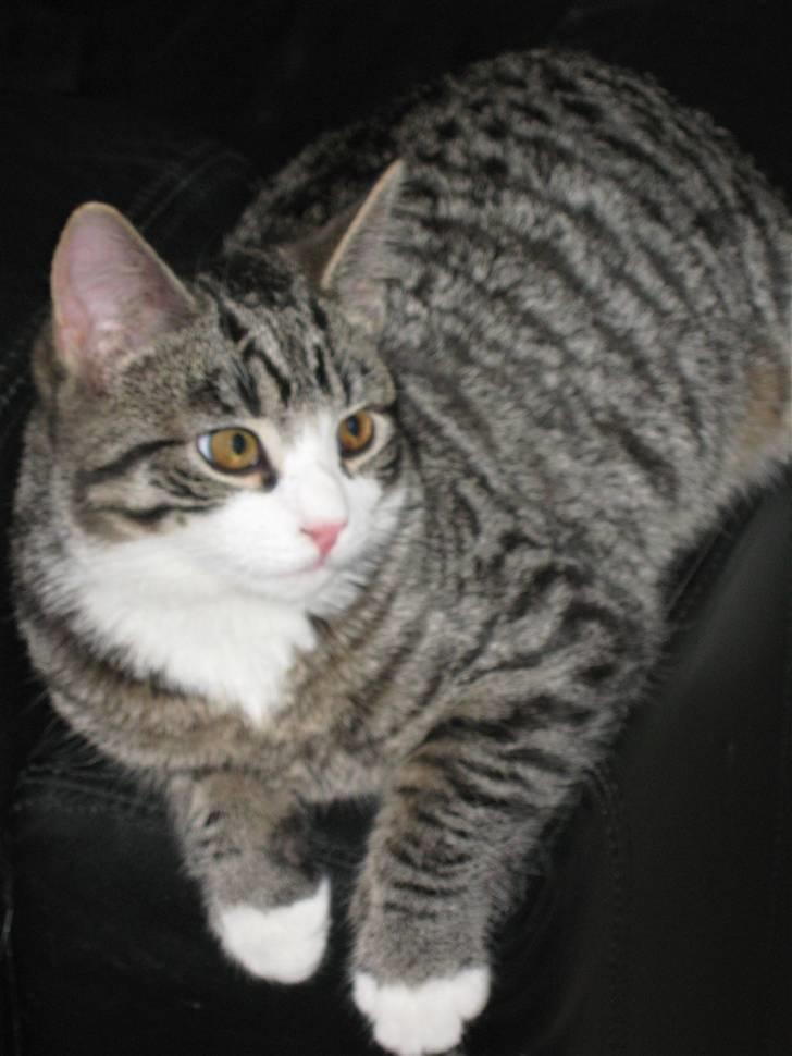 Huskat Sigurd *RIP* billede 5