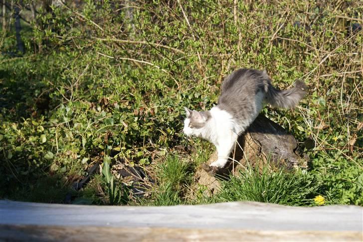 Norsk Skovkat Berit *Bimse* - Ude i haven. Sommeren 09 billede 1