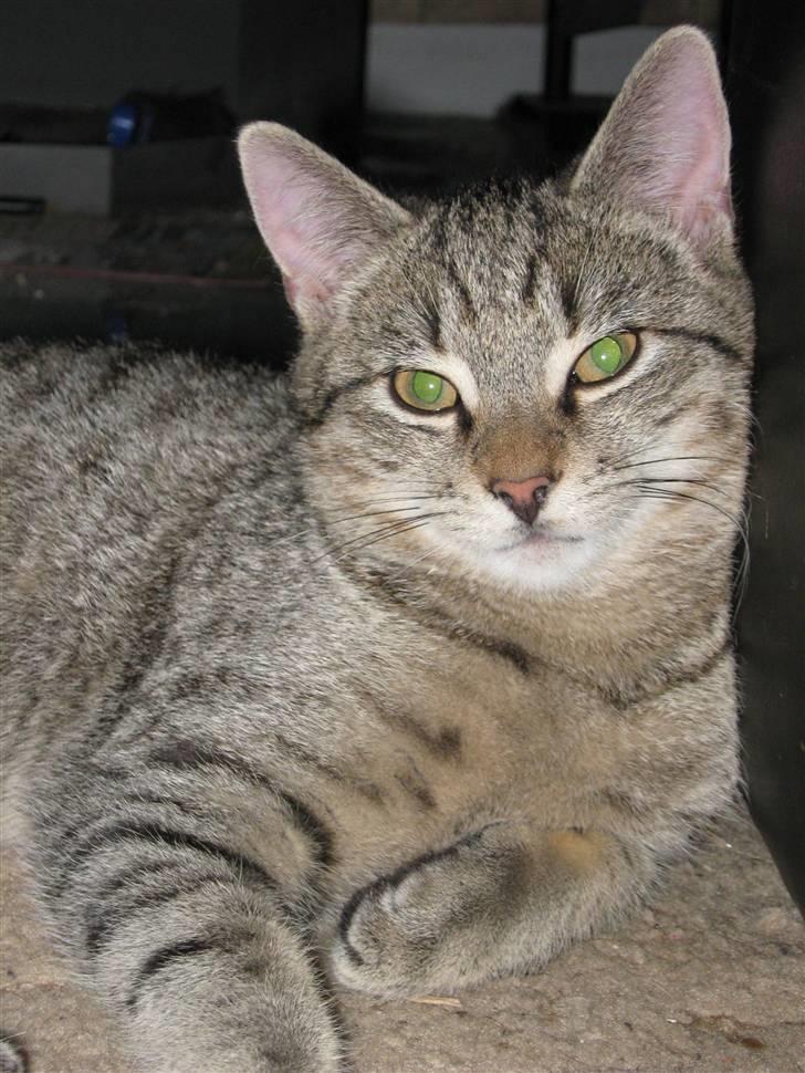 Huskat Saxon billede 1