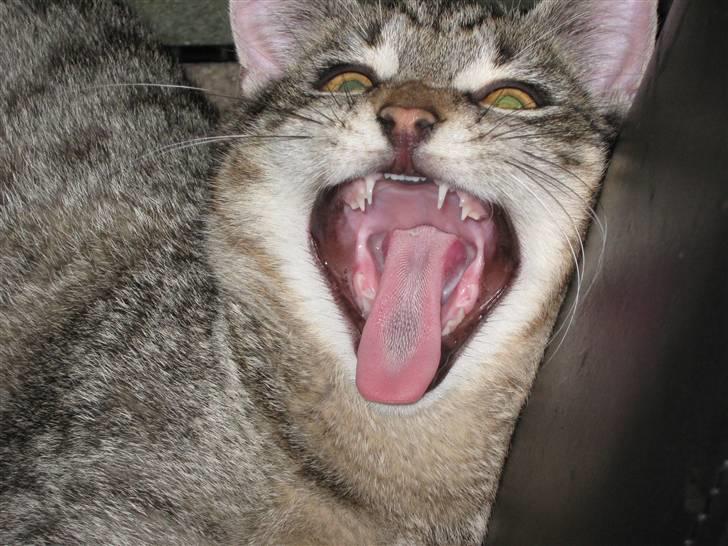 Huskat Saxon - Gaaaaaab billede 2