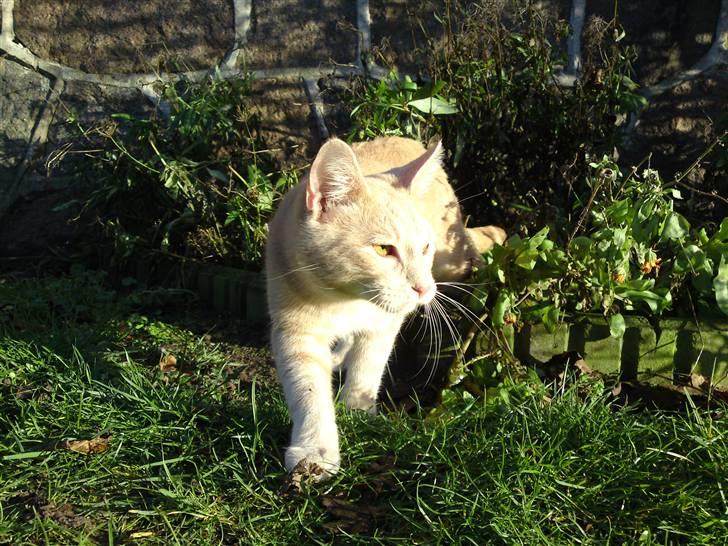 Blanding af racer MJ Kai Lempë Thunø billede 17