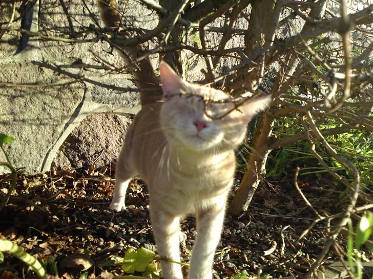 Blanding af racer MJ Kai Lempë Thunø billede 18