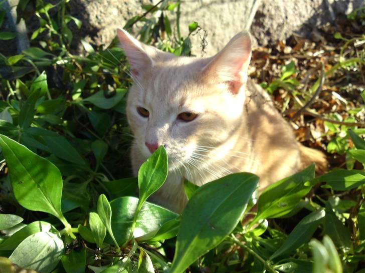 Blanding af racer MJ Kai Lempë Thunø billede 19