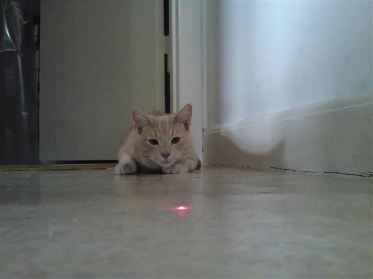 Blanding af racer MJ Kai Lempë Thunø - Lasrere er bare sjove... billede 20