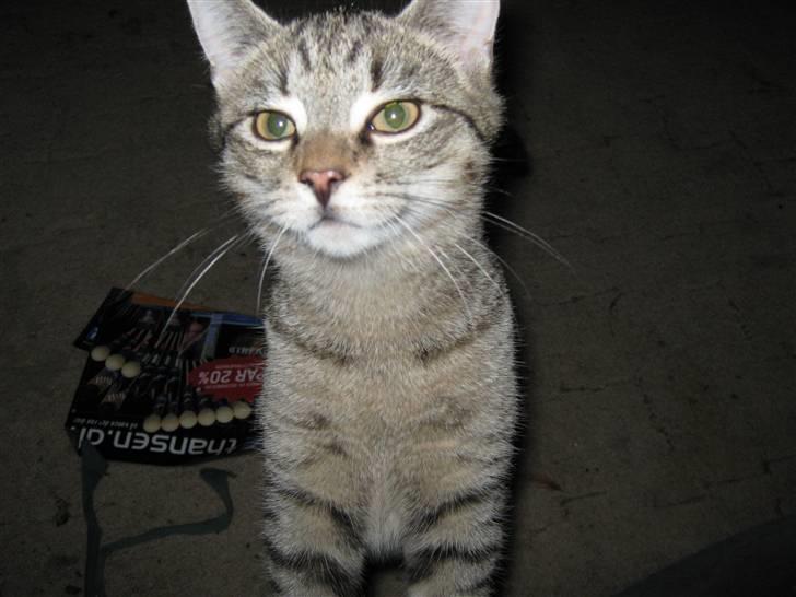 Huskat Saxon - Smil til kameraet billede 3