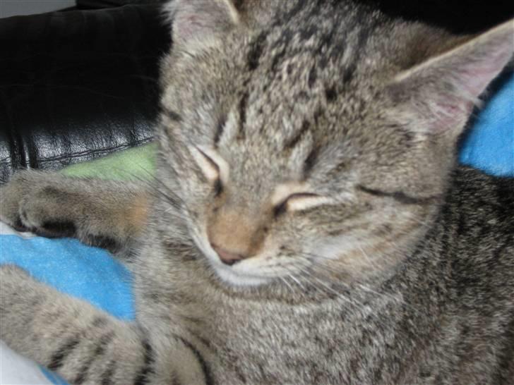 Huskat Saxon - zzZZz billede 4