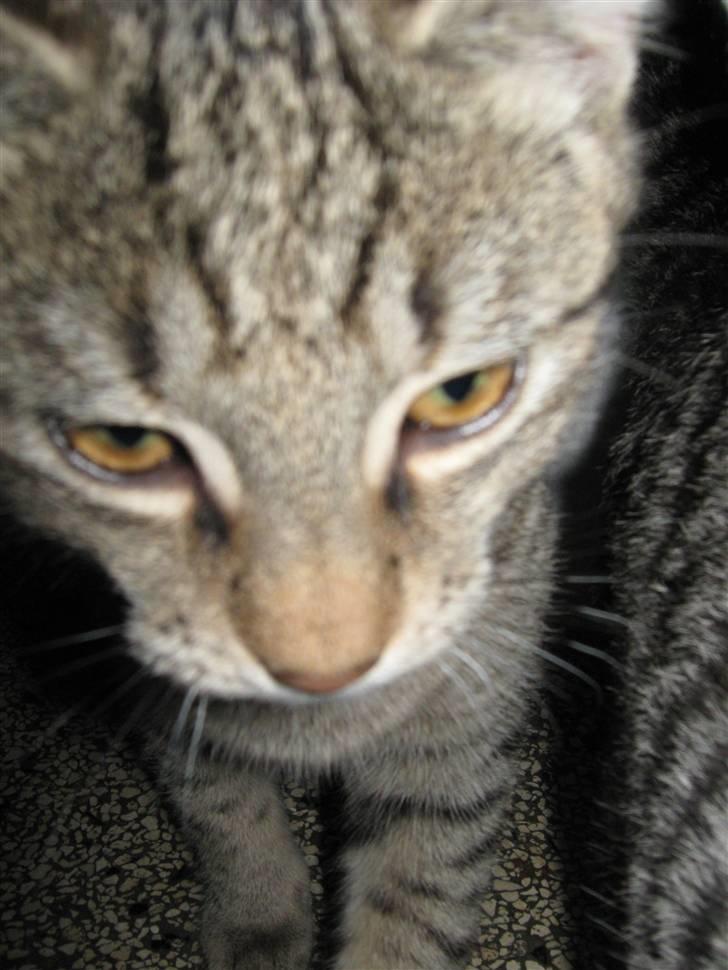 Huskat Saxon billede 5