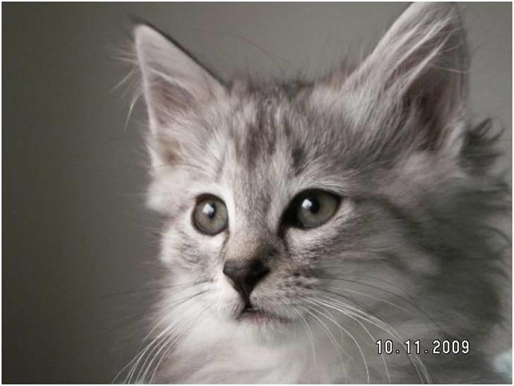 Norsk Skovkat DK Tomiss Noni - Tomiss Noni  billede 4