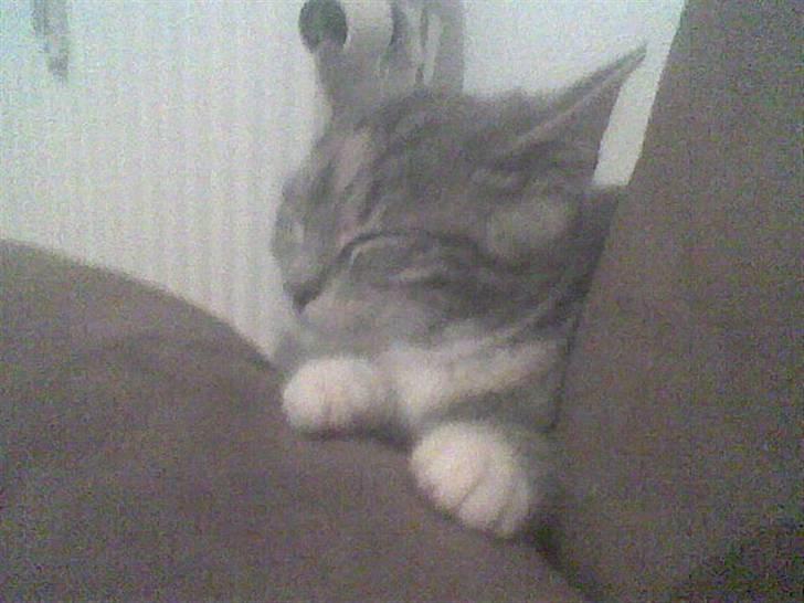 Huskat Tilde - Tilde Putter =)  billede 1